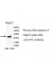 TPI1 Antibody