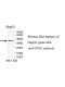 TPM1 Antibody