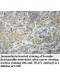 TRAF1 Antibody
