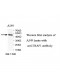 TRAF1 Antibody