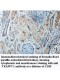 TRAPPC1 Antibody