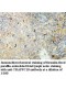 TRAPPC10 Antibody
