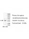 TRAPPC10 Antibody