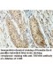 TRIM36 Antibody
