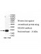 TRIM36 Antibody