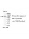 TRIM23 Antibody