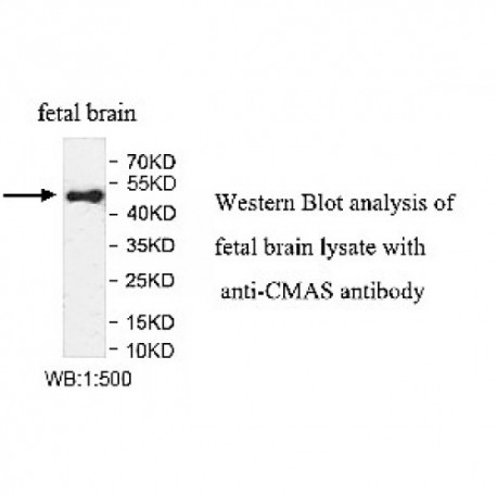 CMAS Antibody