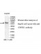 EWSR1 Antibody