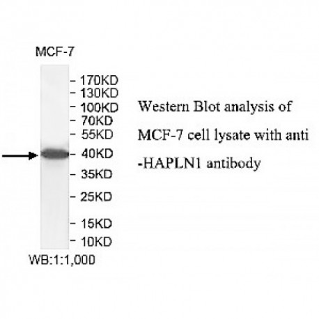 HAPLN1 Antibody