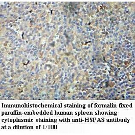 HSPA8 Antibody