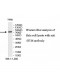 IFI16 Antibody