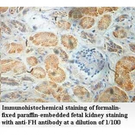 FH Antibody