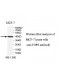 FDPS Antibody