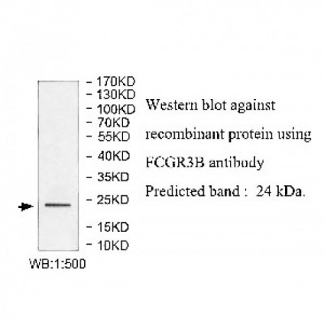 FCGR3B Antibody