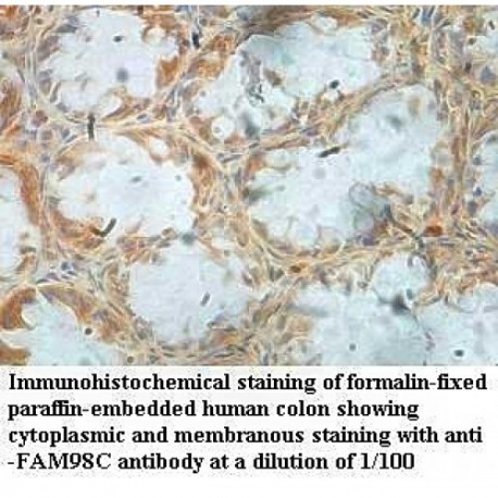 FAM98C Antibody