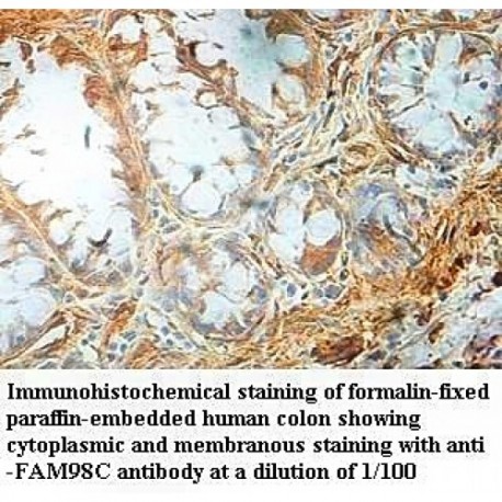 FAM98C Antibody