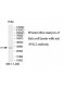 FHL2 Antibody