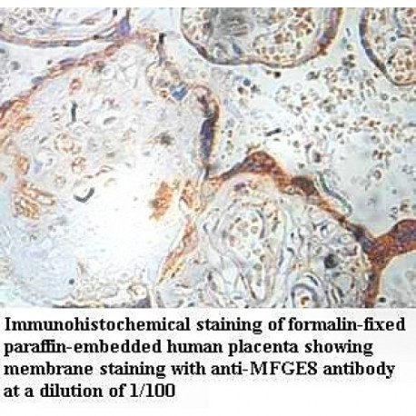 MFGE8 Antibody