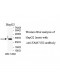 FAM71E2 Antibody