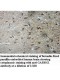 GABRG1 Antibody
