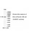 GABRG1 Antibody