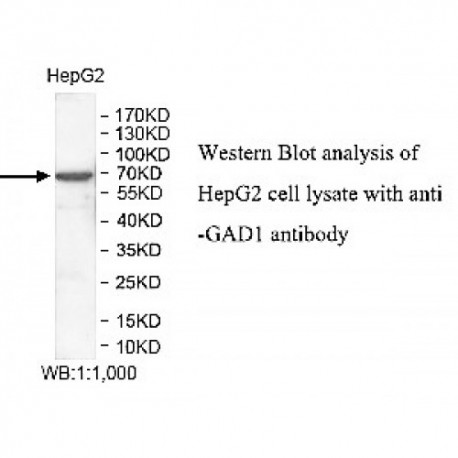 GAD1 Antibody