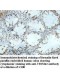 TRIM42 Antibody