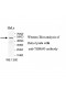 TRIM43 Antibody