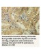 TRIM46 Antibody