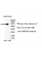 TRIM49 Antibody