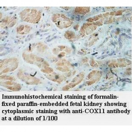 COX11 Antibody