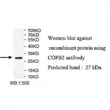 COPB2 Antibody