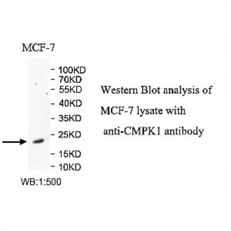 CMPK1 Antibody