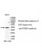 STBD1 Antibody