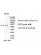 STK25 Antibody