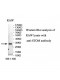 STOM Antibody