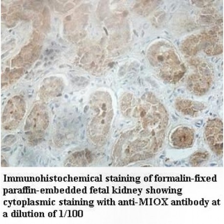 MIOX Antibody