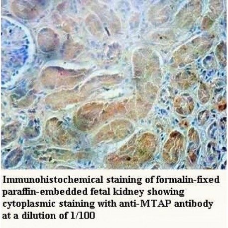 MTAP Antibody