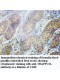 TRAPPC2L Antibody