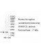 TRAPPC2L Antibody