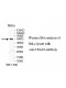 TRAF4 Antibody