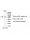 TRAF5 Antibody