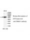 TRIM15 Antibody