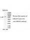 TRIM39 Antibody