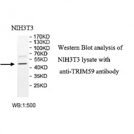 TRIM59 Antibody