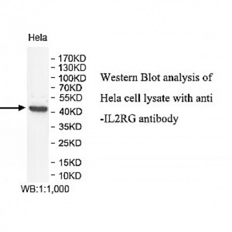 IL2RG Antibody