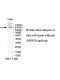 INPP5D Antibody