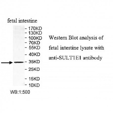 SULT1E1 Antibody