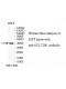 SULT2B1 Antibody