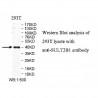 SULT2B1 Antibody